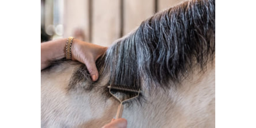 Как ухаживать за хвостом и гривой лошади, особенности инвентаря для ухода за шерстью и волосами